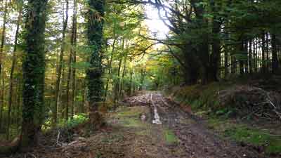 forest Hennock