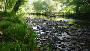 River Dart, Hembury Woods
