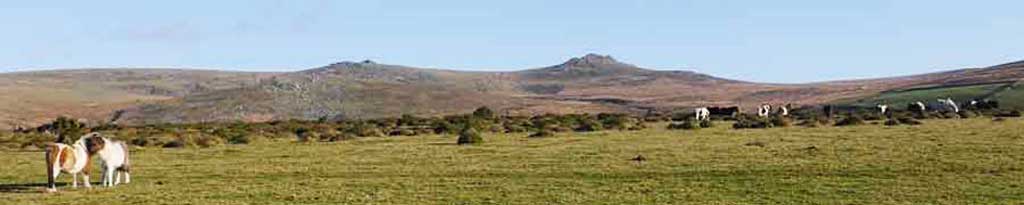 Dartmoor Ponies Walk 2